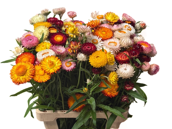 <h4>HELICHRYSUM OV</h4>