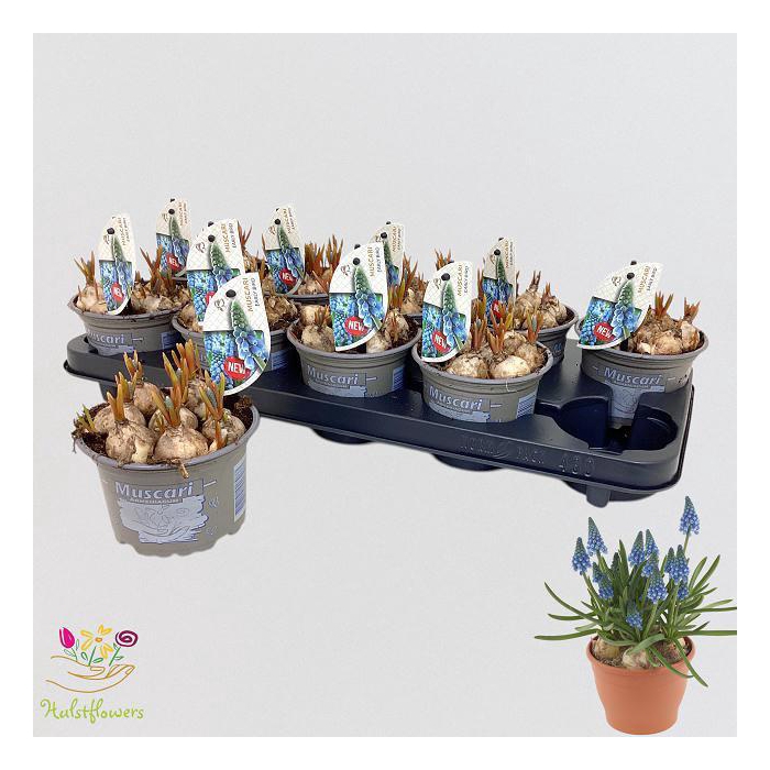 <h4>MUSCAR EARLY BIRD</h4>