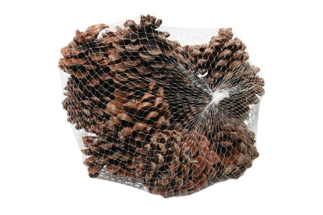 Pinecone Pinea L9/12 15 Pcs