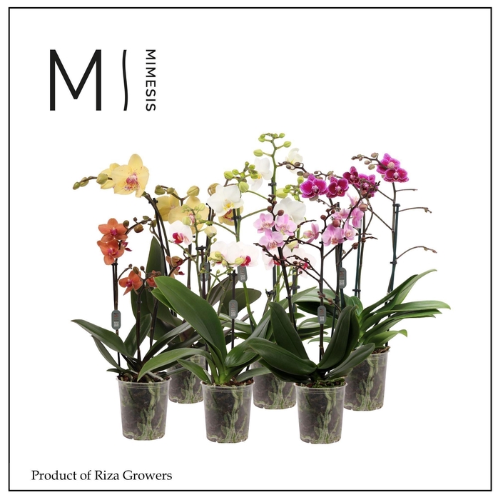 <h4>Phalaenopsis Multi Mix 3 spike - 12cm | Mimesis</h4>