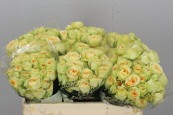 <h4>R Tr Bandolero</h4>