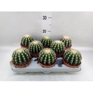 Echinocactus grusonii forma interme
