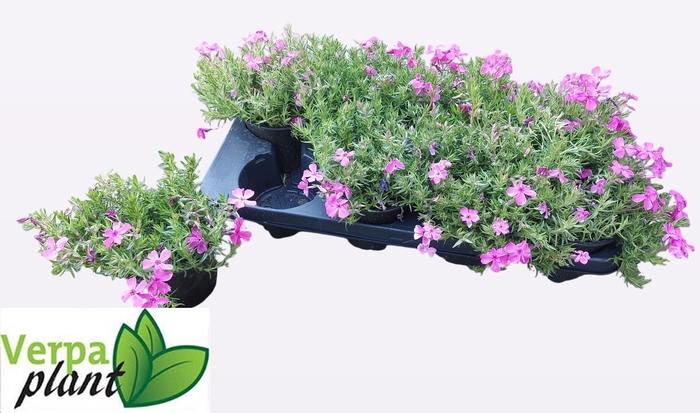 <h4>PHLOX S MACDANIEL'S</h4>
