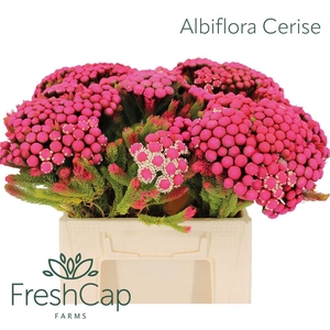 Albiflora Cerise