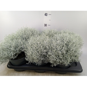 Leucophyta     [Calocephalus]