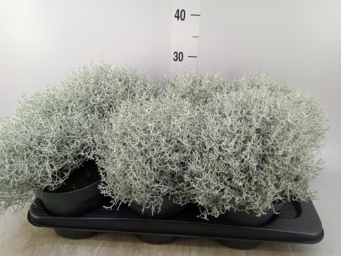 <h4>Leucophyta     [Calocephalus]</h4>