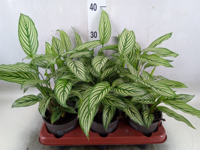 <h4>Calathea   ...</h4>