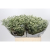Limonium China Lemon