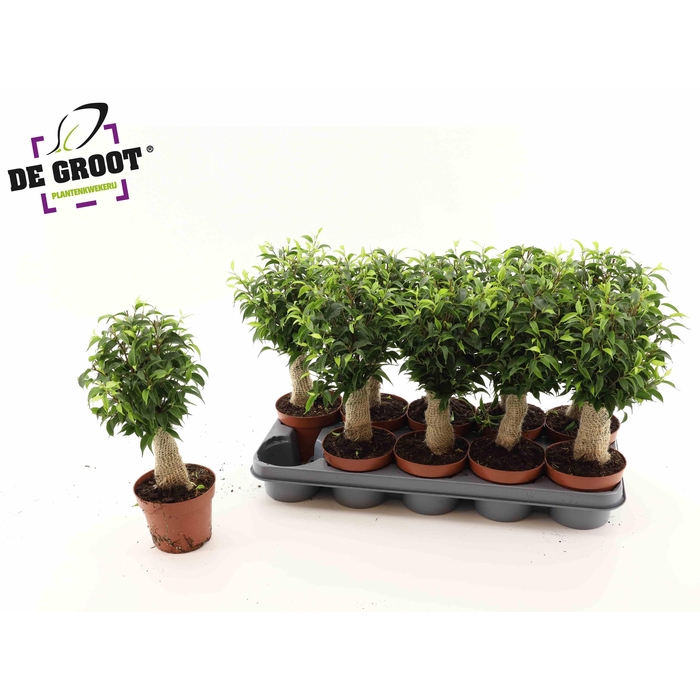 <h4>FIC BE NATASJA</h4>