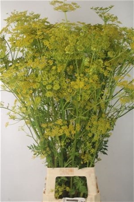 <h4>Angelica Gigas Yellow</h4>