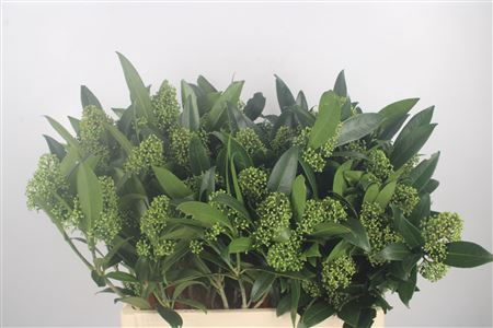 <h4>Skimmia Kew Green Bunch Extra</h4>