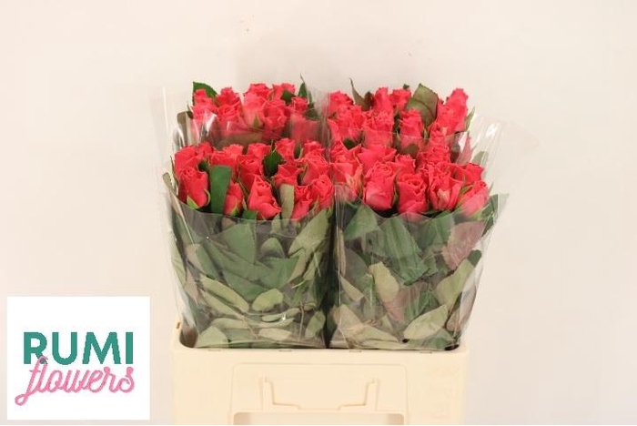 <h4>R GR PINK TACAZZI+</h4>