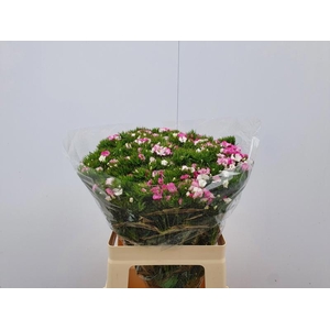 Di Barbatus Am Rose Cornflower