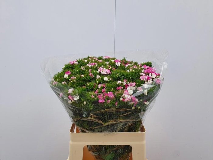 <h4>Di Barbatus Am Rose Cornflower</h4>