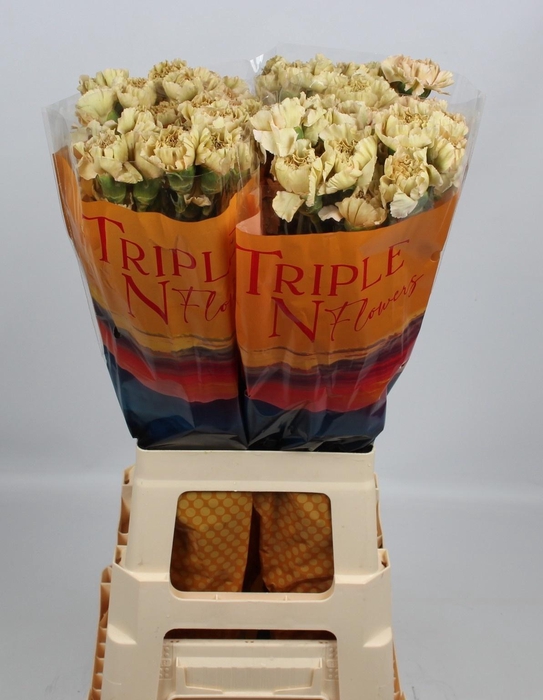 <h4>DI ST CAPPUCCINO</h4>