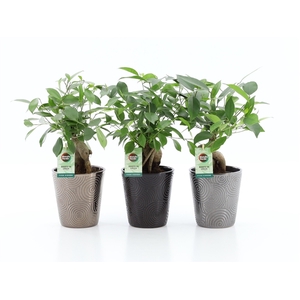 Ficus microcarpa Retusa in Infinity keramiek