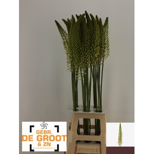 EREMURUS LINE DANCE