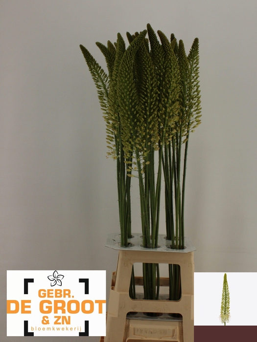 <h4>EREMURUS LINE DANCE</h4>