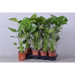 Monstera deliciosa