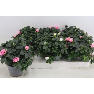 RHODO SI VOGEL GEM