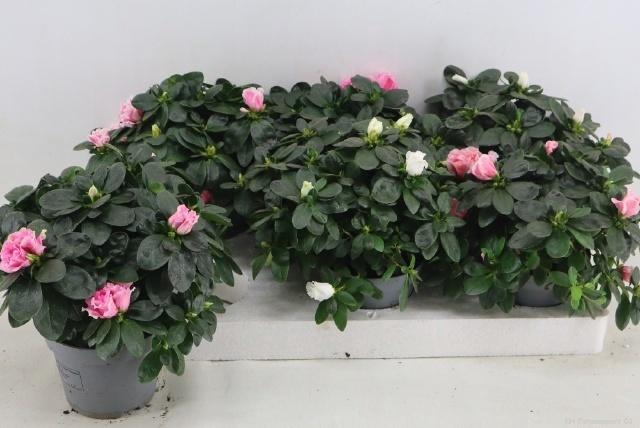 <h4>RHODO SI VOGEL GEM</h4>