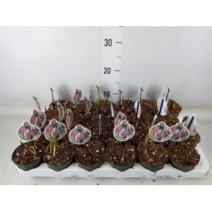 Fritillaria meleagris