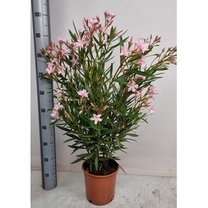 NERI OLEANDER