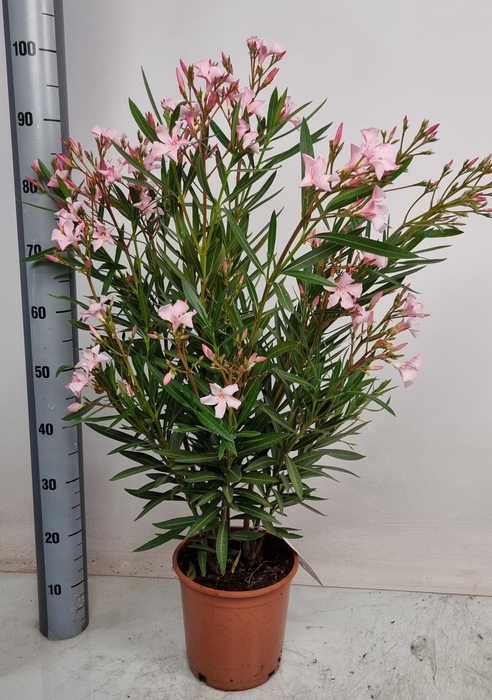 <h4>NERI OLEANDER</h4>