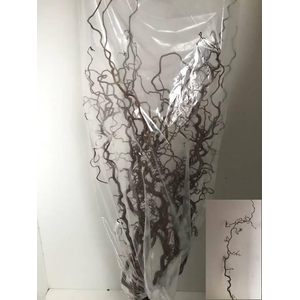 CORYL AV CONTORTA 2 JARIG 100CM