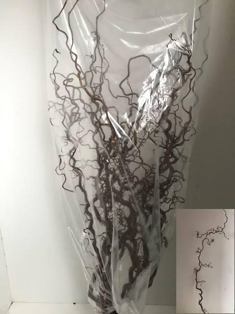 <h4>CORYL AV CONTORTA 2 JARIG 100CM</h4>