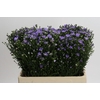 Aster Cassandra