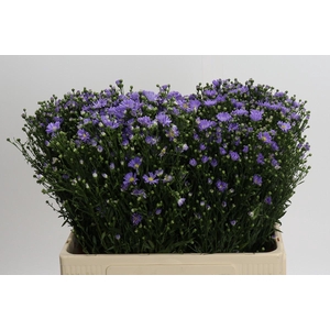 Aster Cassandra