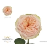 Rosa Garden Amberley Park