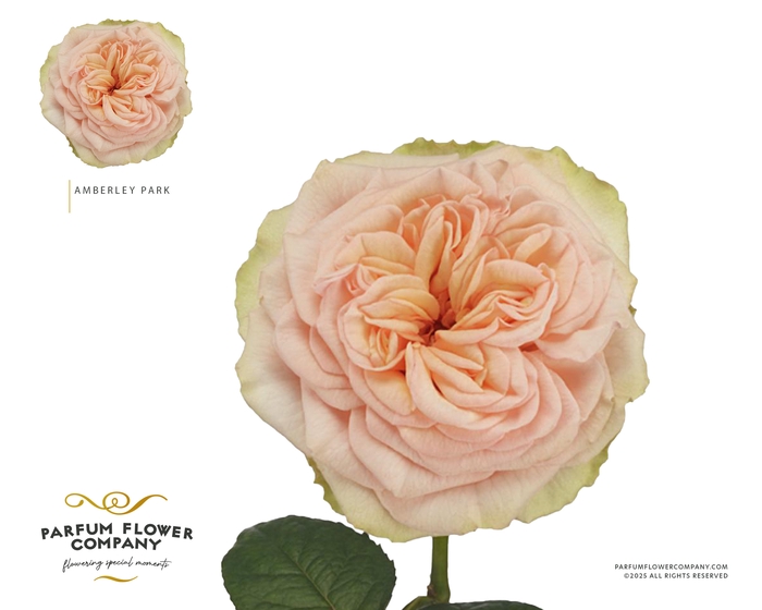 <h4>Rosa Garden Amberley Park</h4>