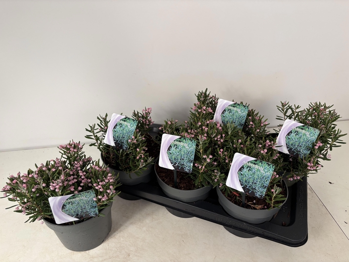 <h4>ANDROM PO BLUE ICE</h4>