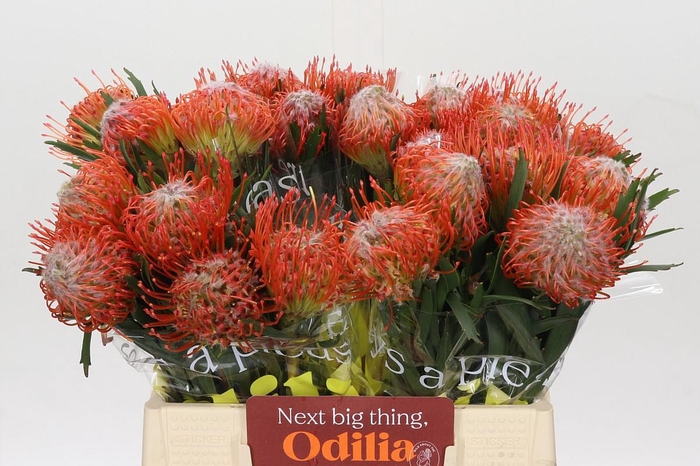 <h4>Nutans Tango</h4>