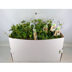 Hedera helix 'Pittsburgh'