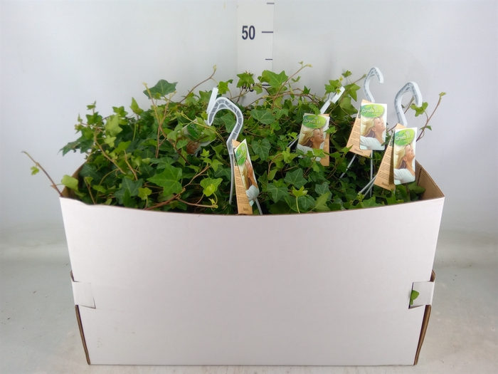 <h4>Hedera helix 'Pittsburgh'</h4>