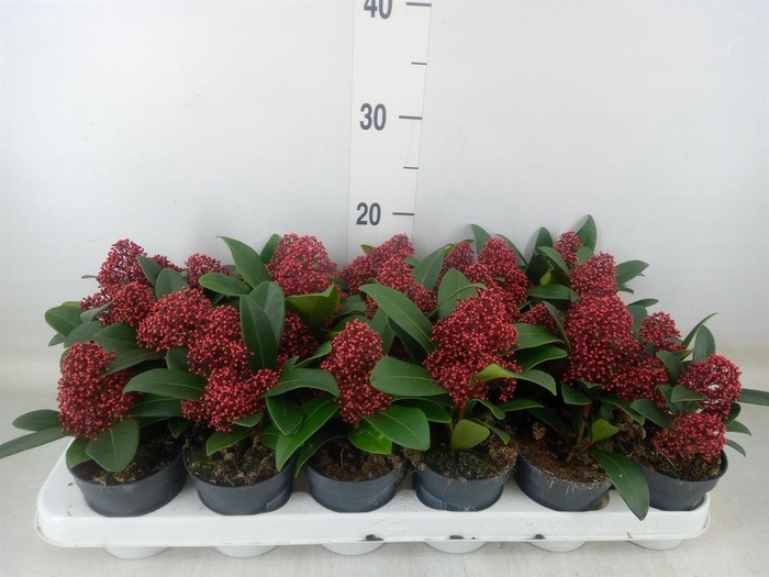 <h4>Skimmia jap. 'Rubella'</h4>