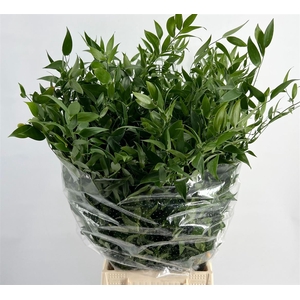 Ruscus Medium 150gr P Bunch