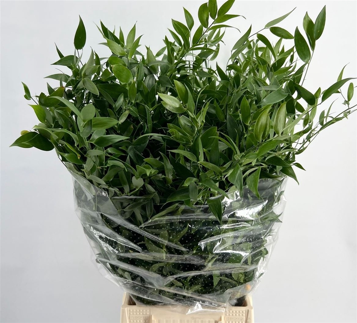 <h4>Ruscus Medium 150gr P Bunch</h4>