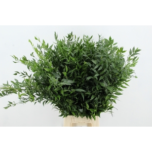 RUSCUS DANAE RACEMOSA