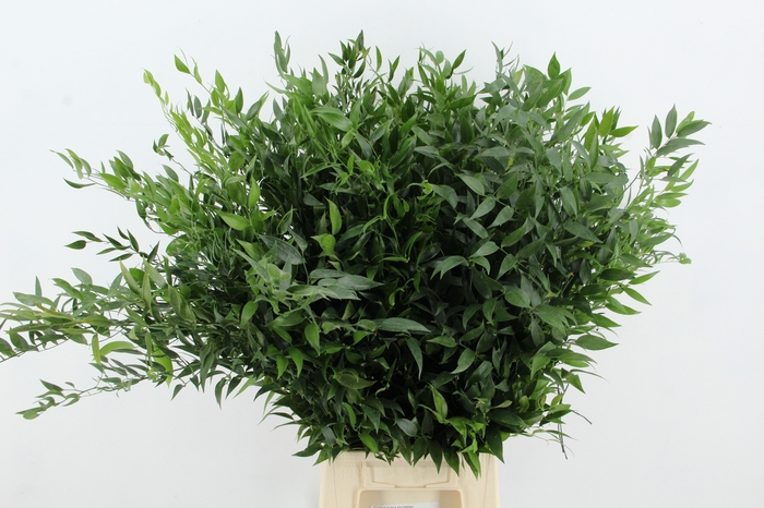 <h4>RUSCUS DANAE RACEMOSA</h4>