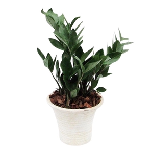 Zamioculcas in hosta small creme met schors