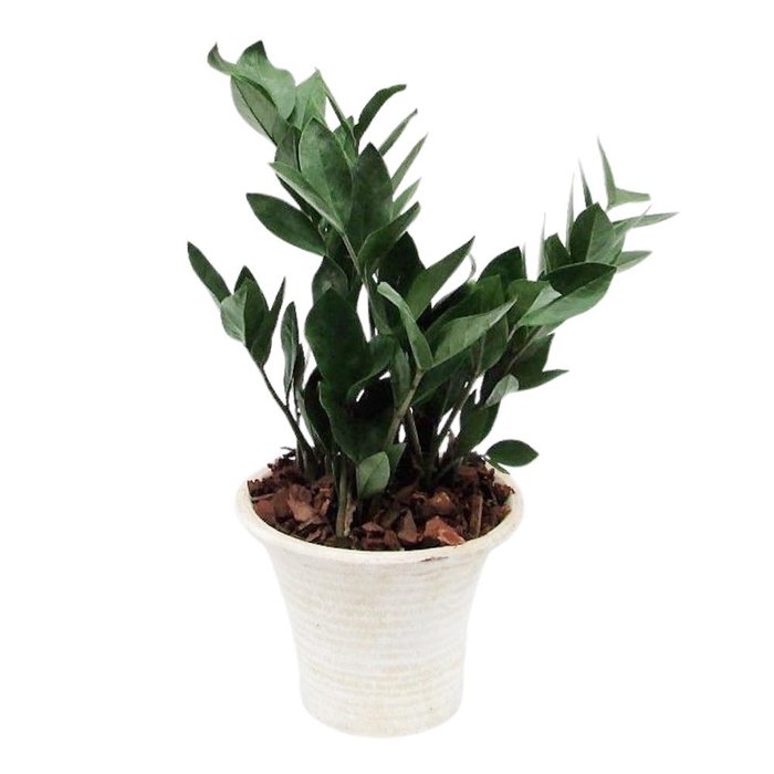 <h4>Zamioculcas in hosta small creme met schors</h4>