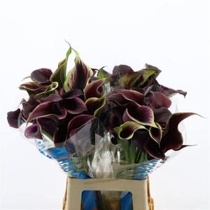 Calla Carrera | Dubbelbloemig