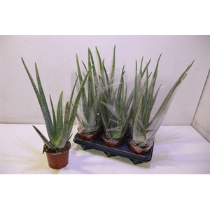 arr8 Aloe Vera