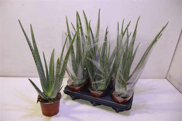 <h4>arr8 Aloe Vera</h4>