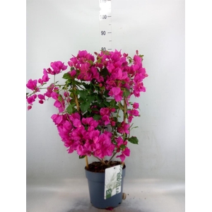 Bougainvillea  'Sanderiana'