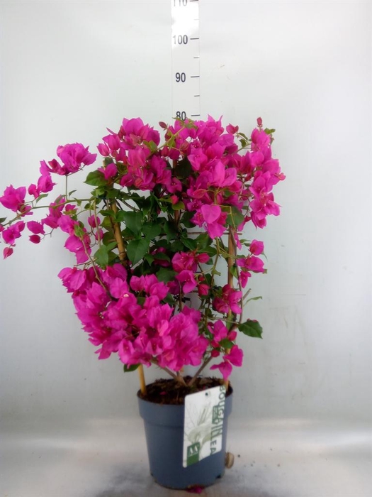 <h4>Bougainvillea  'Sanderiana'</h4>